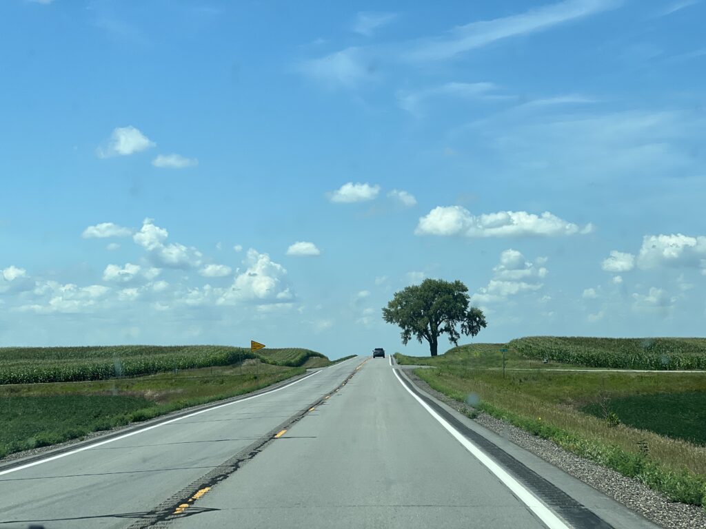 A two lane highway with corn on either side and a large tree on the right side of the road